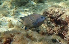 Plectroglyphidodon obreptus