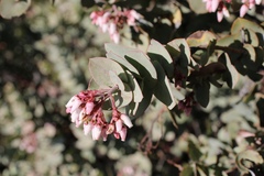 Arctostaphylos gabilanensis