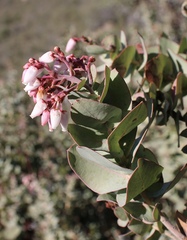 Arctostaphylos gabilanensis