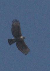 Nisaetus nipalensis