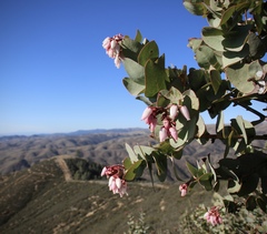Arctostaphylos gabilanensis