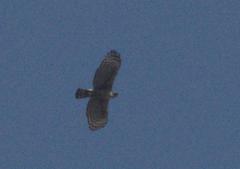Nisaetus nipalensis
