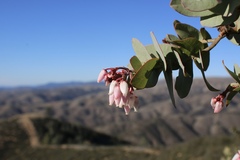 Arctostaphylos gabilanensis