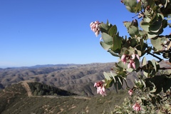 Arctostaphylos gabilanensis