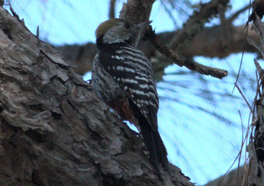 Brown-fronted Woodpecker