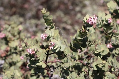 Arctostaphylos gabilanensis