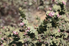 Arctostaphylos gabilanensis