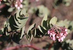 Arctostaphylos gabilanensis