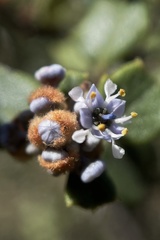 Ceanothus otayensis