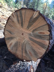 Grosmannia clavigera