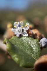 Ceanothus otayensis