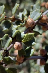 Ceanothus otayensis