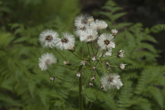 Petasites tatewakianus