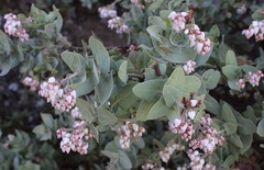 Arctostaphylos gabilanensis