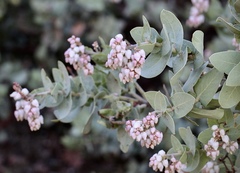 Arctostaphylos gabilanensis