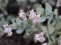 Arctostaphylos gabilanensis