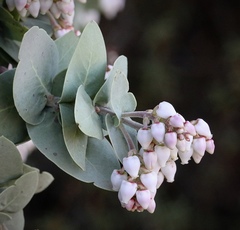 Arctostaphylos gabilanensis