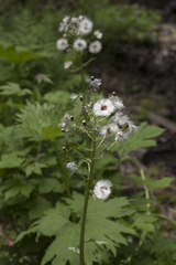 Petasites tatewakianus