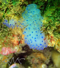 Clavelina australis
