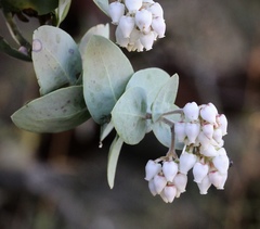 Arctostaphylos gabilanensis