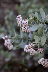 Arctostaphylos gabilanensis