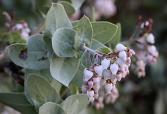 Arctostaphylos gabilanensis