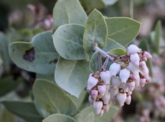 Arctostaphylos gabilanensis