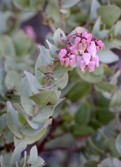 Arctostaphylos gabilanensis