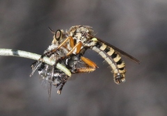 Callinicus pictitarsis