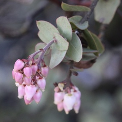 Arctostaphylos gabilanensis