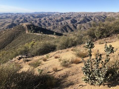 Arctostaphylos gabilanensis