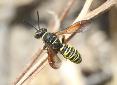 Eucerceris provancheri