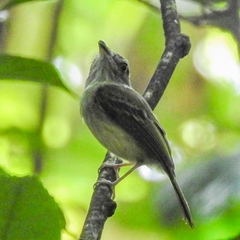 Oncostoma cinereigulare