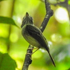 Oncostoma cinereigulare