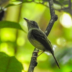 Oncostoma cinereigulare