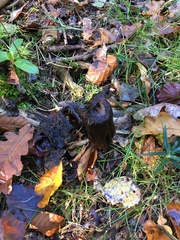 Craterellus cornucopioides