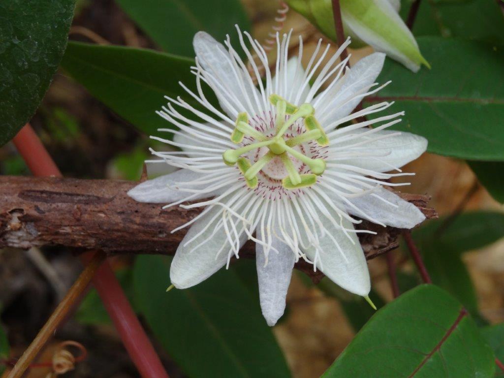 Marginatae