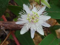 Passiflora marginata