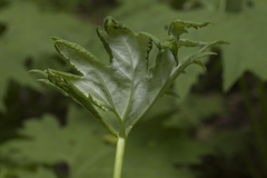 Petasites tatewakianus