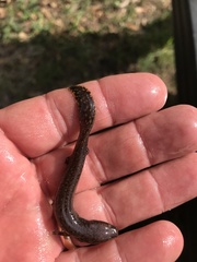 Necturus beyeri