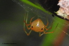 Propostira quadrangulata