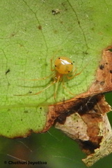 Propostira quadrangulata