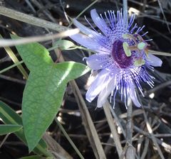 Passiflora mucugeana