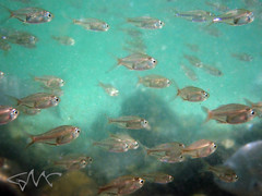 Ambassis jacksoniensis