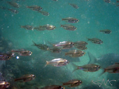 Ambassis jacksoniensis