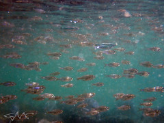 Ambassis jacksoniensis