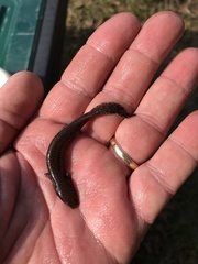 Necturus beyeri