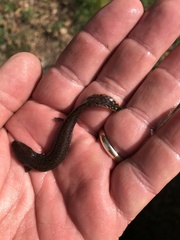 Necturus beyeri