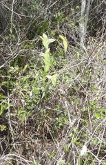 Passiflora mucugeana