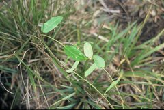 Passiflora marginata